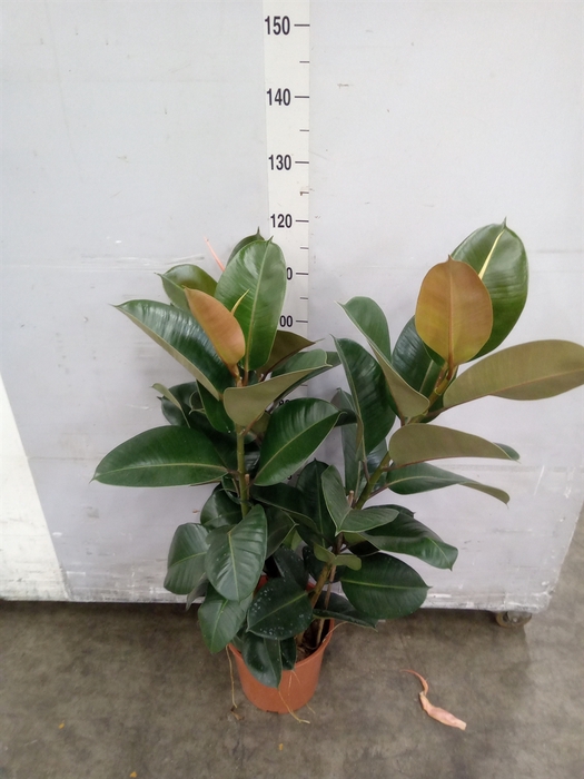 <h4>Ficus elastica 'Robusta'</h4>