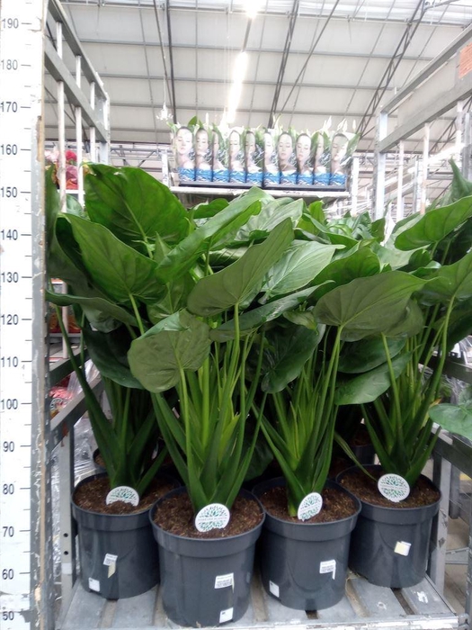 <h4>Alocasia cucullata</h4>