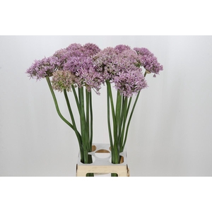 Allium Pink Jewel