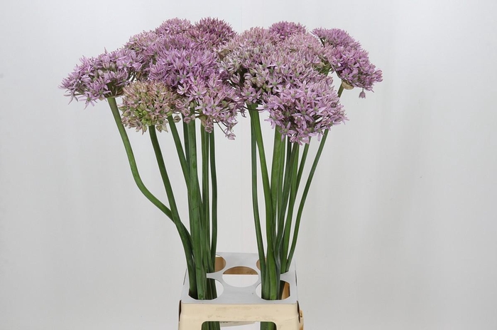 <h4>Allium Pink Jewel</h4>