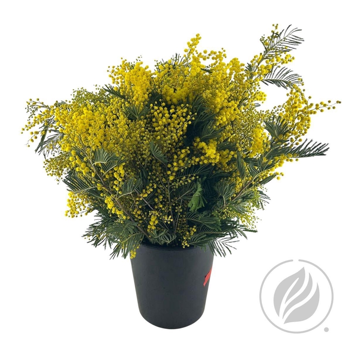 <h4>Mimosa Mirandol 300 Gram</h4>