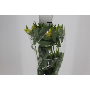 ALSTROEMERIA FLORIDA 080 CM