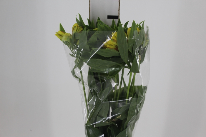 <h4>ALSTROEMERIA FLORIDA 080 CM</h4>