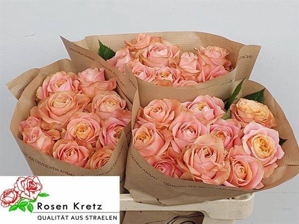 <h4>R GR PEACH FUNKY?</h4>