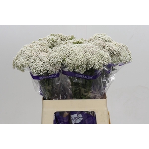 Ozothamnus Cooks Snow White