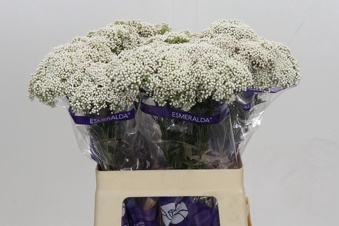 <h4>Ozothamnus Cooks Snow White</h4>