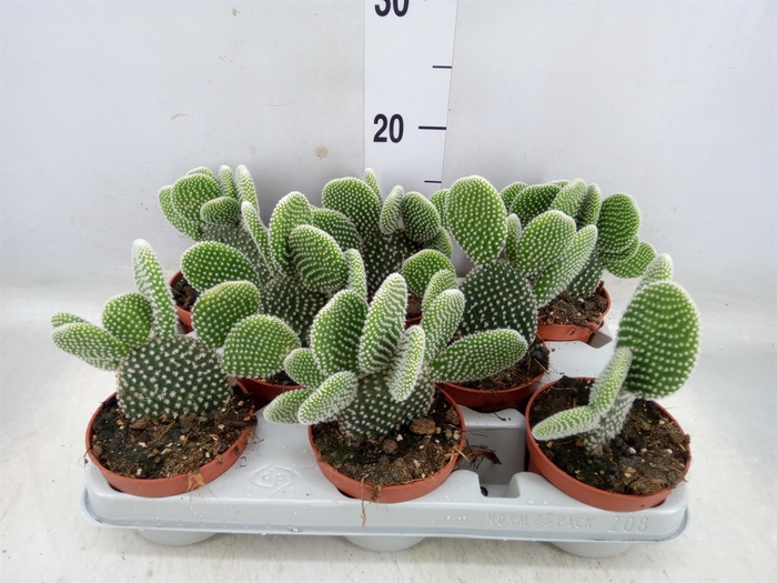 <h4>Opuntia microdasys 'Albispina'</h4>