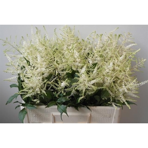 Astilbe Washington Rutgrink