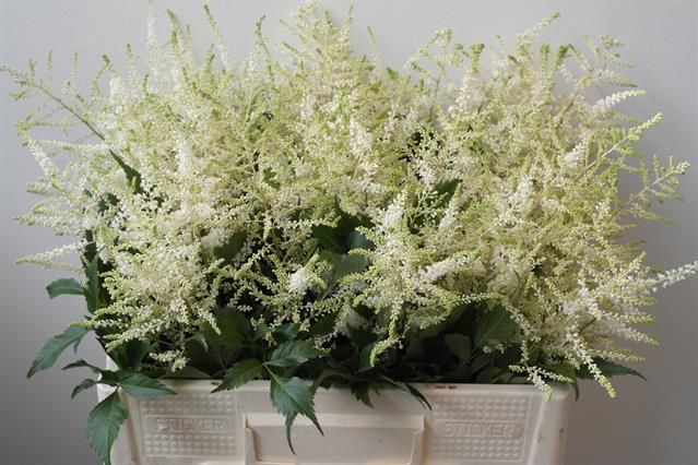 <h4>Astilbe Washington Rutgrink</h4>
