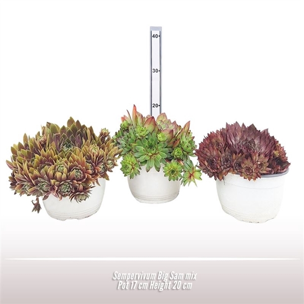 <h4>Sempervivum Big Sem mix</h4>