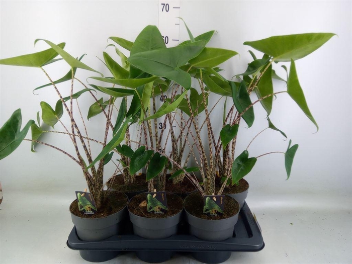 <h4>Alocasia zebrina</h4>