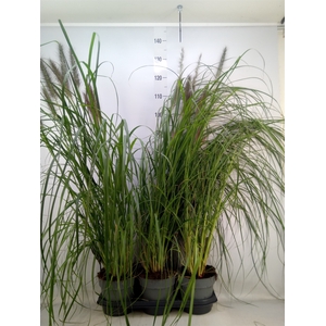 Pennisetum alopec.