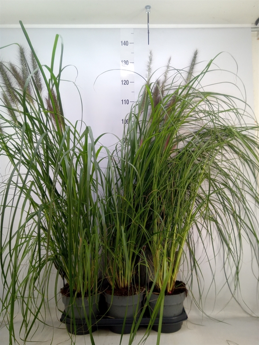 <h4>Pennisetum alopec.</h4>