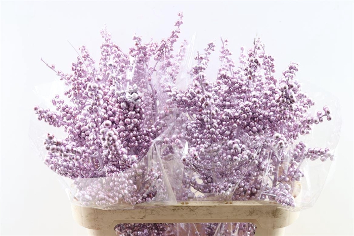 Ilex Klbh Metallic Pink Stem