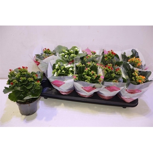 arr8 Kal En Gem 5 Kl