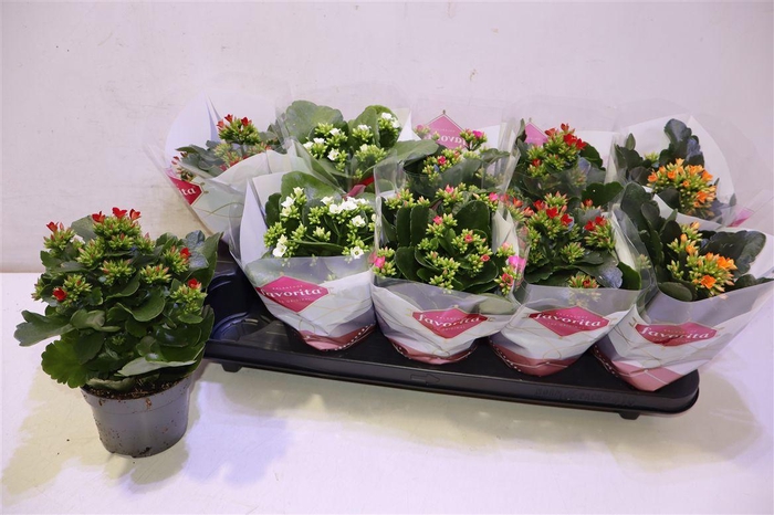 <h4>arr8 Kal En Gem 5 Kl</h4>