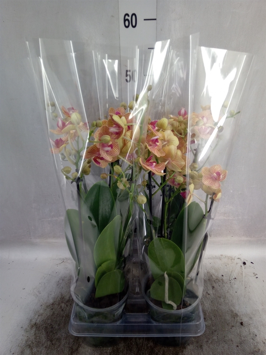 <h4>Phalaenopsis multi. 'FC Penny Love'</h4>