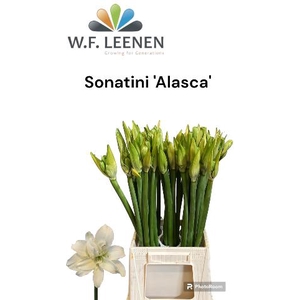 Sonatini Alasca 566 Water