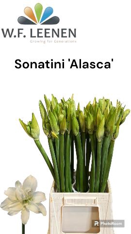 <h4>Sonatini Alasca S Box</h4>