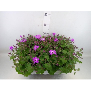 Pericallis cr. 'Senetti Magenta Bi'