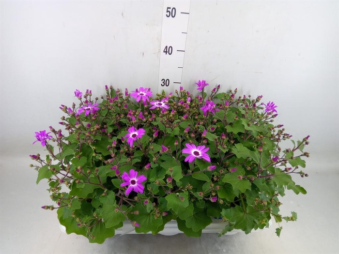<h4>Pericallis cr. 'Senetti Magenta Bi'</h4>