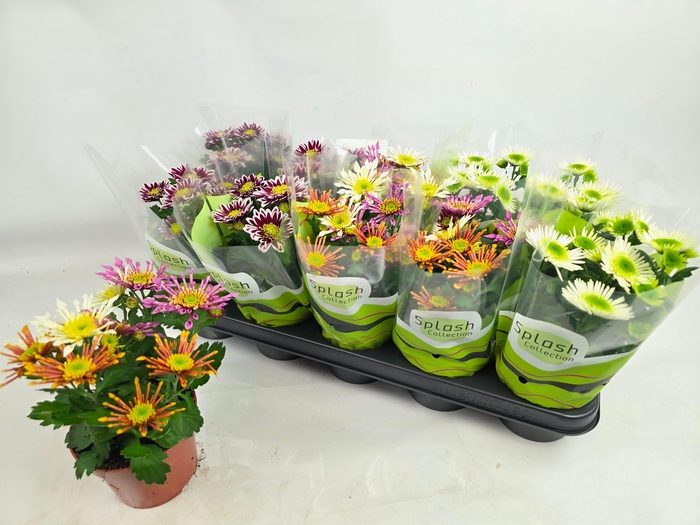 <h4>CHRYS SPLASH GEM</h4>