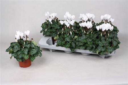 Cycl Kl Sup Verano White