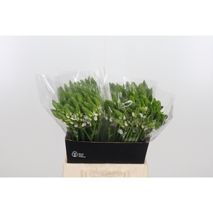 Ornithogalum Thyrsoides
