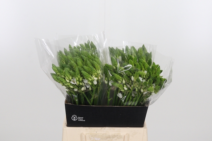 <h4>Ornithogalum Thyrsoides</h4>