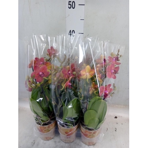 Phalaenopsis multi.   ...red