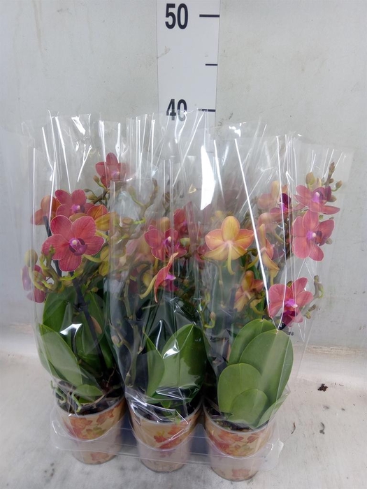 <h4>Phalaenopsis multi.   ...red</h4>