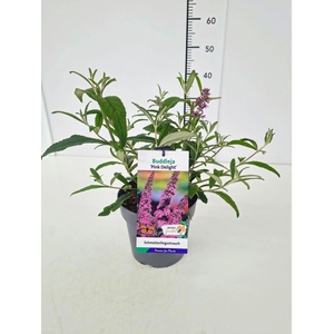Buddleja