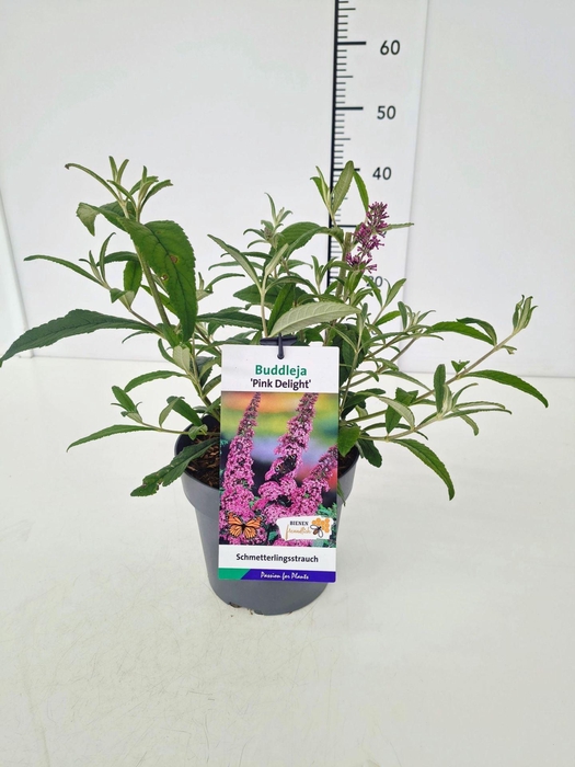 <h4>Buddleja</h4>