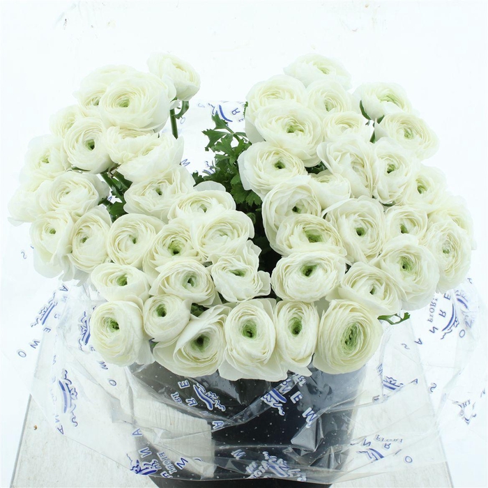 <h4>Ran Su Sr Niveo Super</h4>