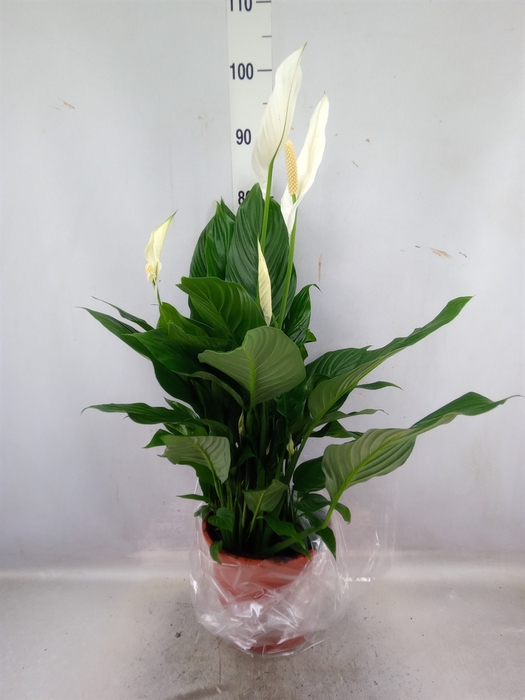 <h4>Spathiphyllum  'Sweet Silvana'</h4>