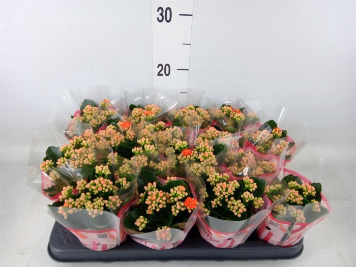 <h4>Kalanchoe blos. 'Calandiva Hawn'</h4>