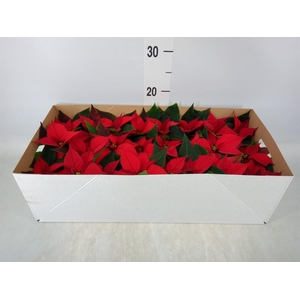 Euphorbia pulc. 'Christ Feel'