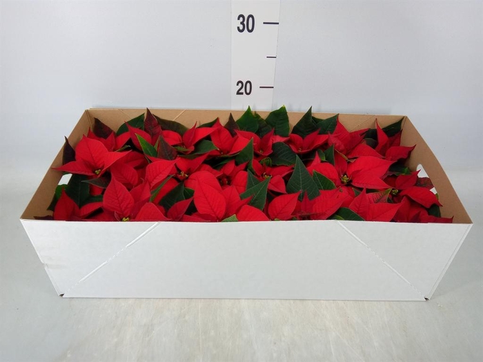 <h4>Euphorbia pulc. 'Christ Feel'</h4>