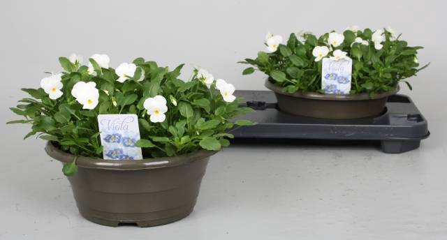 <h4>VIO CO D TRUE WHITE</h4>