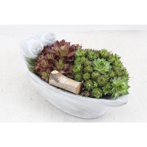 arr4 Semp JS - Vogel small ovaal 335/3