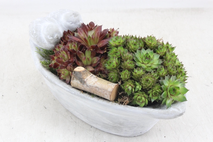 <h4>arr4 Semp JS - Vogel small ovaal 335/3</h4>