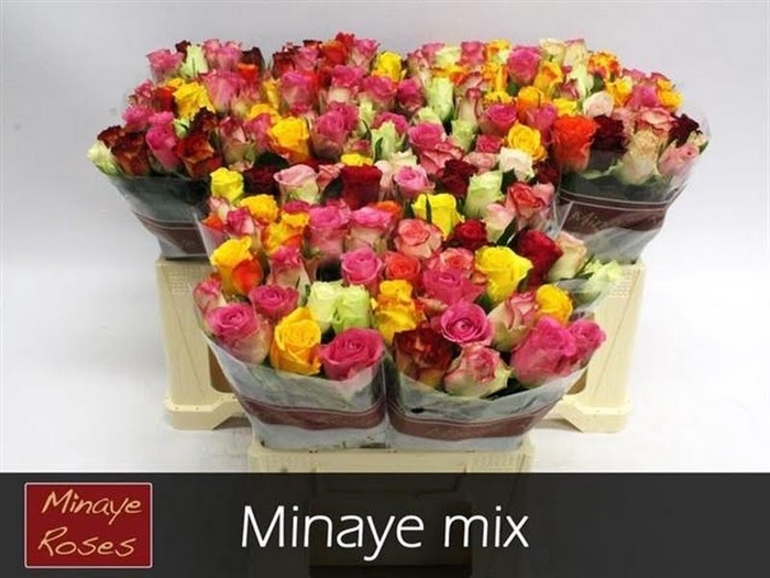 <h4>R Gr Mix In Bunch Minaye</h4>