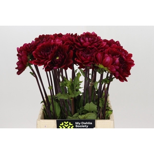 Dahlia Red Runner