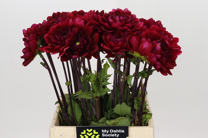 <h4>Dahlia Red Runner</h4>