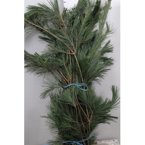 Pinus Strobus Bs