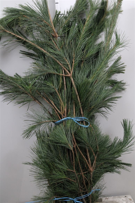 <h4>Pinus Strobus Bs</h4>