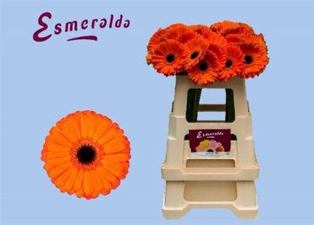 <h4>Ge Gr Applause</h4>