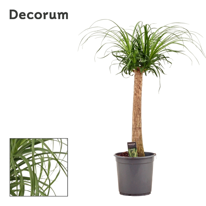 <h4>Beaucarnea recht 24 cm (Decorum)</h4>