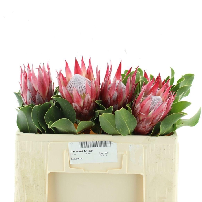 <h4>Protea Cy Clare 50cm</h4>