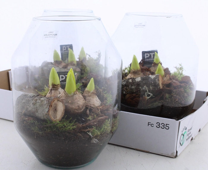 <h4>ARR HYACINTH</h4>